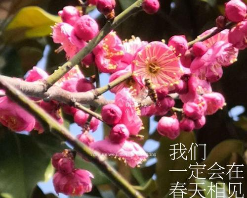 梅花花语——坚韧不拔的象征（以梅花花语为主题的文章）