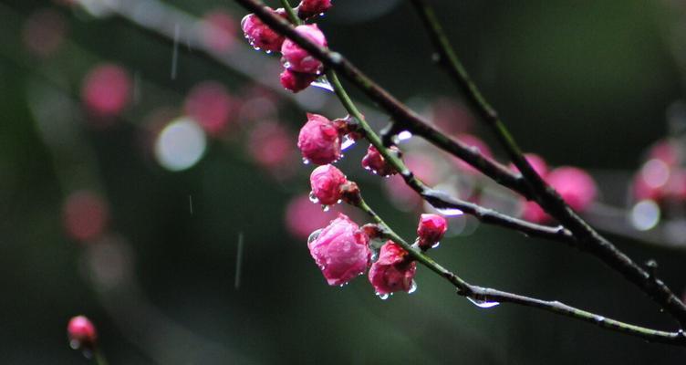 梅花盛开，先花后叶之寓意（冬日的奇迹与希望）