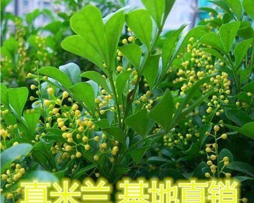 米兰花语的意义与传达（探寻米兰花的花语之美）