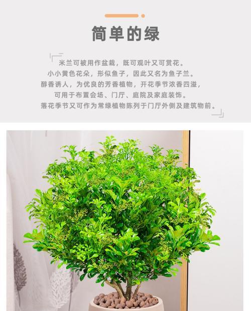 米兰花（探索米兰花的独特花语特点）