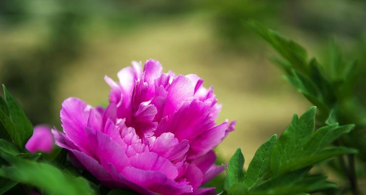 牡丹花（花中皇后的象征意义）