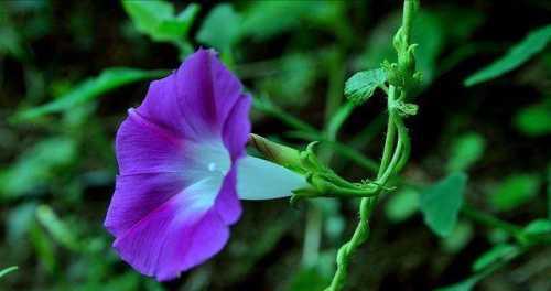 牵牛花的花语与寓意（探索牵牛花花语的深层意义）