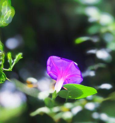 牵牛花的寓意与生命之美（探究牵牛花的象征意义与生命韵律）