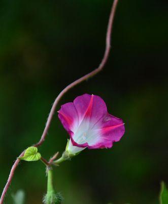 牵牛花的寓意与生命之美（探究牵牛花的象征意义与生命韵律）