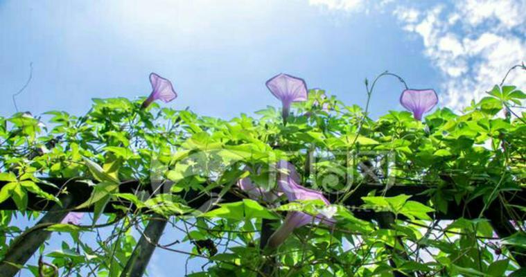 以牵牛花象征着的美丽爱情之花（探寻牵牛花之谜）