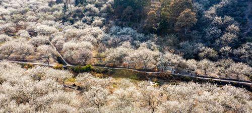 青梅花语（青梅花的花语及其传承之美）