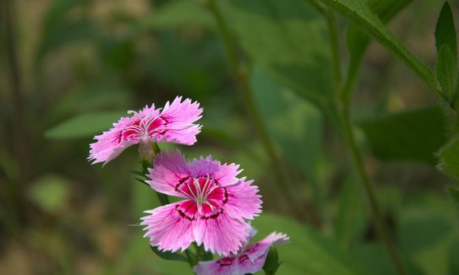 石竹花语（探索石竹花语的起源）