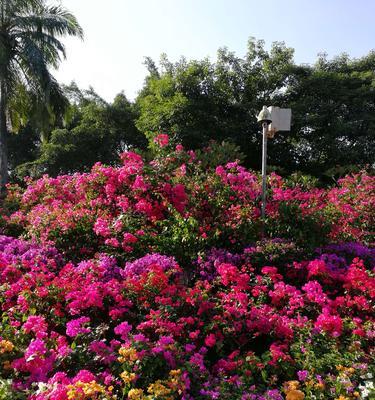 三角梅开花的寓意与象征（花开希望）