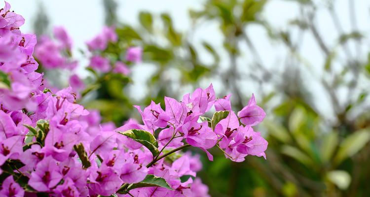 三角梅的花语与意义（美丽坚强的三角梅——寓意与象征）