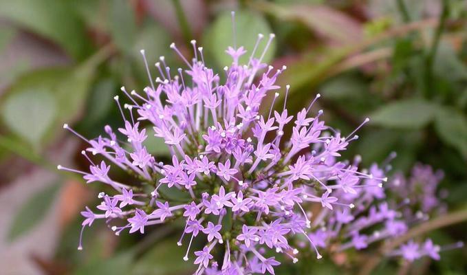 扫帚梅花（从梅花到扫帚）