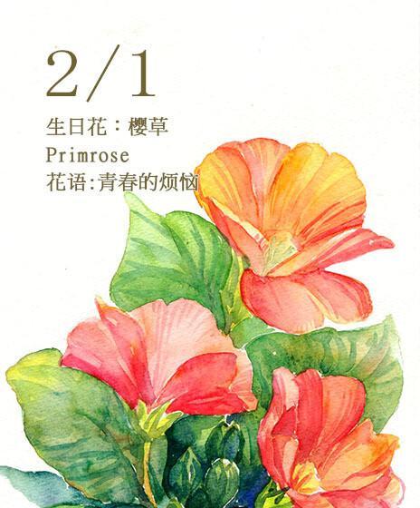 扫帚梅花（从梅花到扫帚）