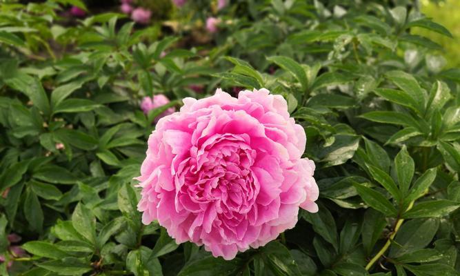 芍药花家里的寓意（给家带来美好与祝福的1朵花）