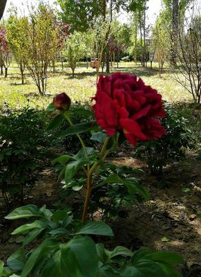 芍药花家里的寓意（给家带来美好与祝福的1朵花）