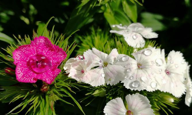 石竹花的象征意义及文化内涵（探究石竹花的花语和文化象征）