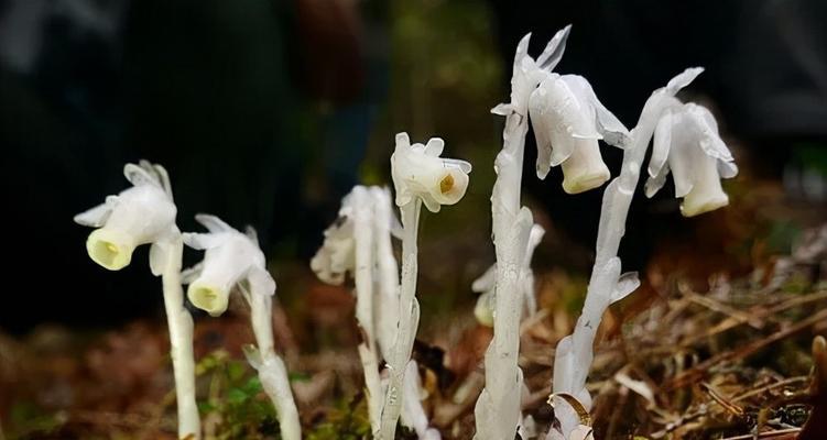 水晶兰花（探秘水晶兰花语及其美丽传说）