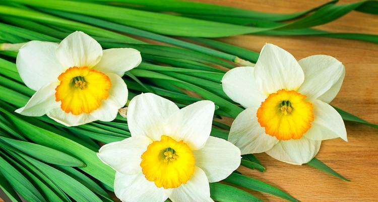 水仙花（用水仙花的花语传递真挚的情感）