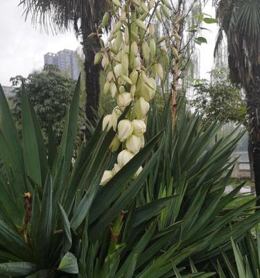 丝兰花语与寓意（探索丝兰花的花语和象征意义）