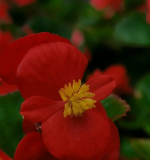 四季海棠花花语——四季常青、情感永恒（四季海棠花的特点和象征）