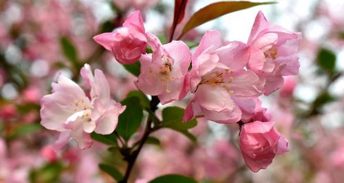 四季海棠的花语与意义（四季海棠花语的深层解读）