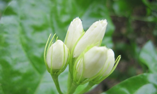 茉莉花语与寓意（美丽花朵中的情感表达）