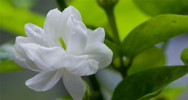 茉莉花花语的含义及象征意义（揭秘茉莉花的隐藏语言）