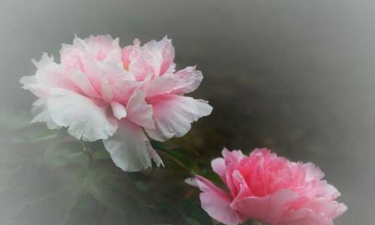 洋牡丹花语与寓意——繁花似锦，传递爱与希望（洋牡丹的花语及其意义）