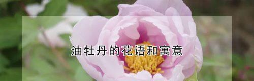 牡丹花（盛放如日之花）