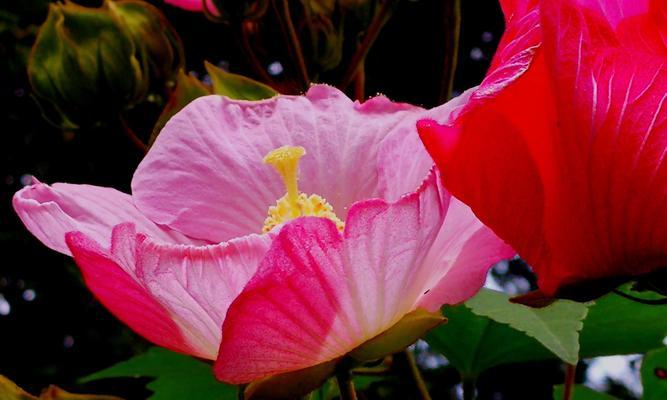 木芙蓉之美（传承千年的木芙蓉传说与花语探秘）