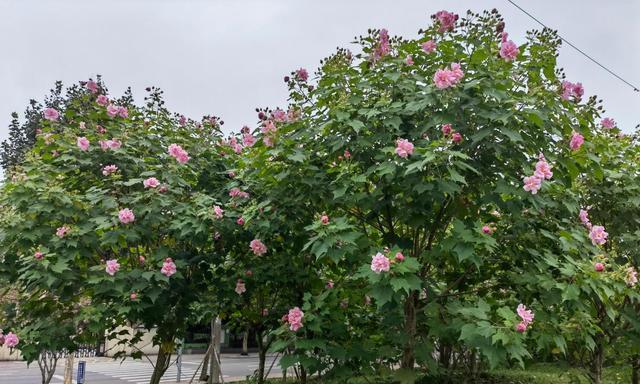 木芙蓉之美（传承千年的木芙蓉传说与花语探秘）