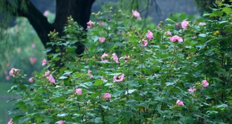 木芙蓉之美（传承千年的木芙蓉传说与花语探秘）