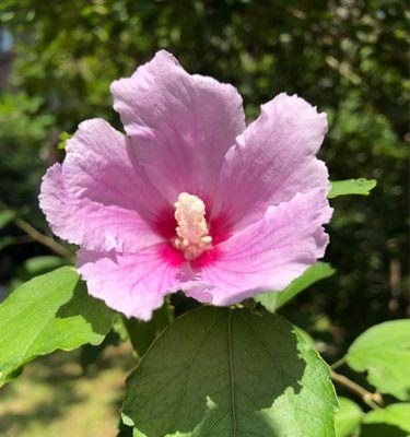 木槿花的传说与花语（神话中的木槿花）