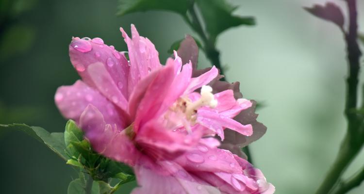 木槿花的花语与寓意（探索木槿花的深层内涵）