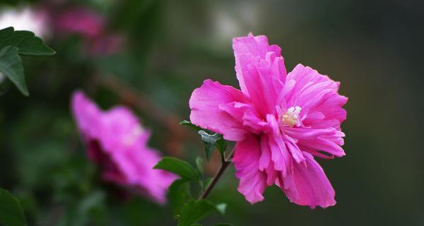 木槿花的花语与意义（探寻木槿花的内涵及象征意义）