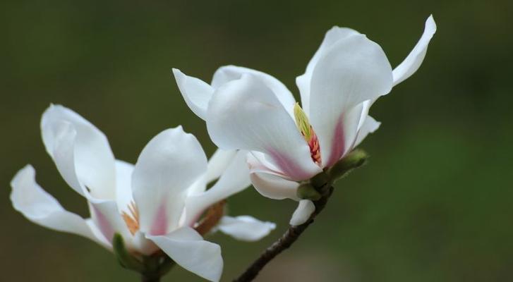 木兰花——坚韧勇敢的象征（揭秘木兰花花语的深意与魅力）