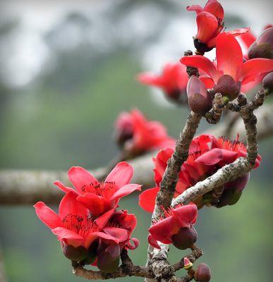 木棉花（以木棉花的花语探寻生命的意义）