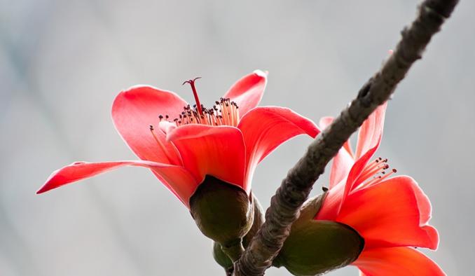 木棉花的花语及意义（探寻木棉花花语的深刻内涵）