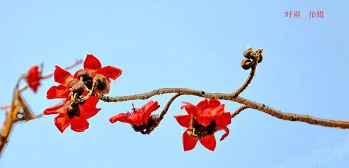 木棉花绽放的寓意（生命的坚强与美丽）