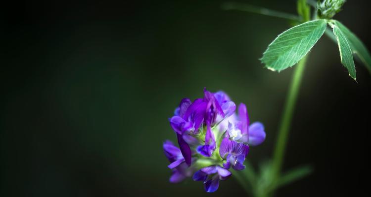 苜蓿花语之美——探索苜蓿的花语和意义（解读苜蓿花语）