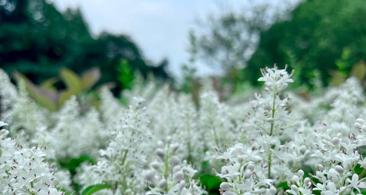 女贞花的花语与寓意（探索女贞花的花语）