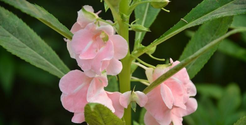 女贞子花语的深意（探索女贞子花语的神秘之处）