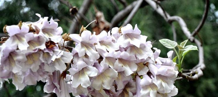 桐花飘香，寓意美好无限（桐花花语浅析）