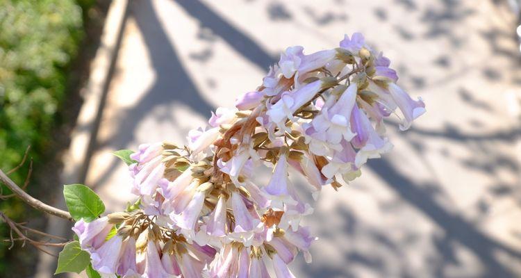 泡桐花的花语与寓意（探寻泡桐花的深层意义）