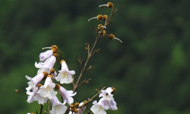 泡桐花的花语与传说（追寻岁月的香气）