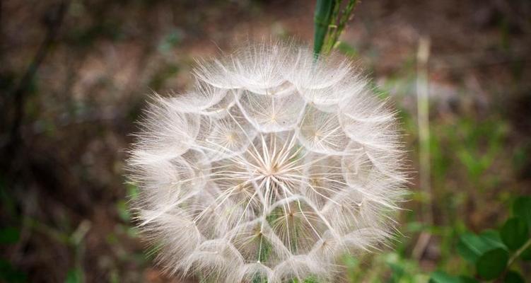 蒲公英花飞舞的爱情寓意（用蒲公英诉说的爱情故事）