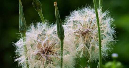 蒲公英花语及其寓意（探究蒲公英的花语与象征意义）