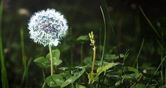 蒲公英的花语与寓意（探寻蒲公英所代表的自由与坚韧）