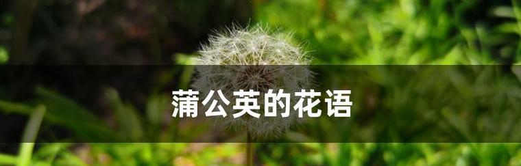 蒲公英的花语与寓意（深入了解蒲公英的花语与寓意）