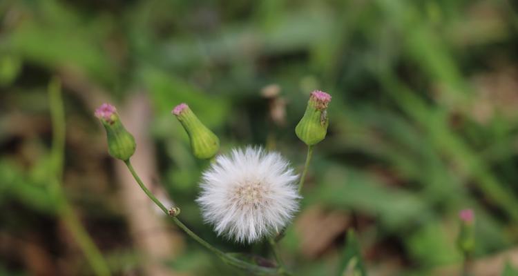 蒲公英花语与象征意义（探寻蒲公英花语的深层内涵）