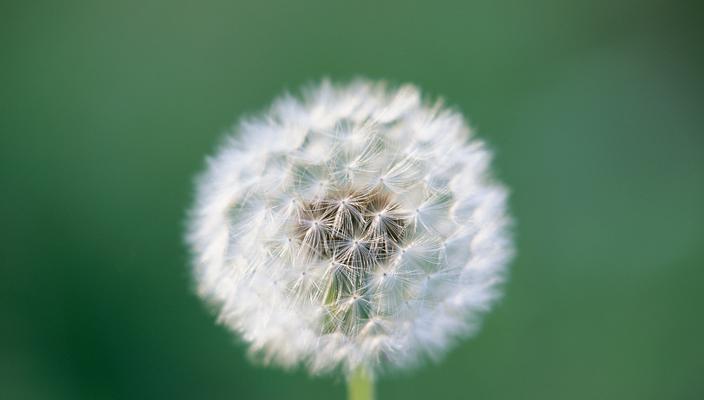 蒲公英花语的意义与象征（解读蒲公英花语的深刻内涵）