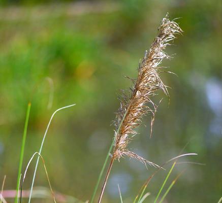 蒲苇草之美——花语和寓意（探索蒲苇草的深层内涵）